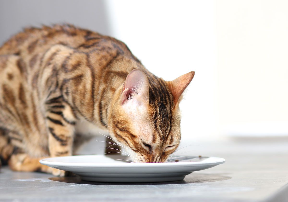 chat mangeant sa pâtée