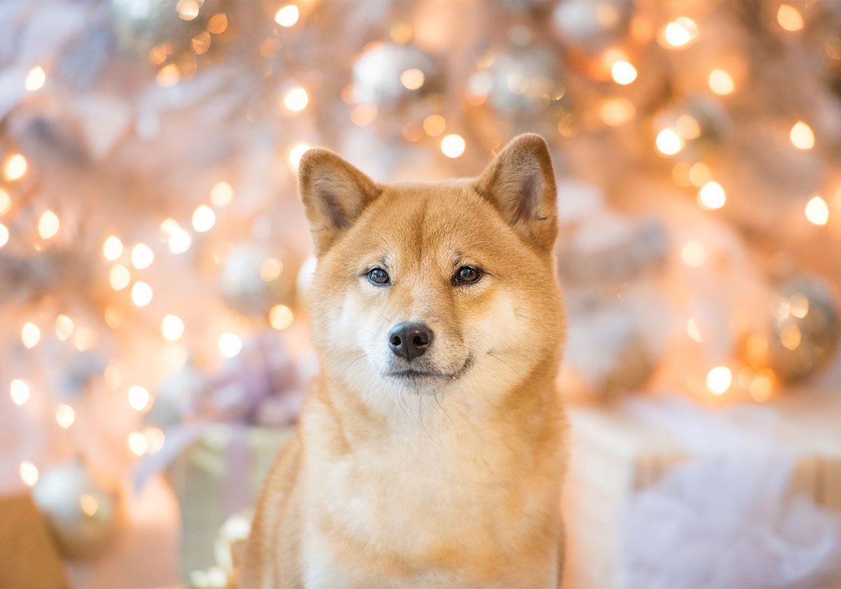 chien devant décorations de noel