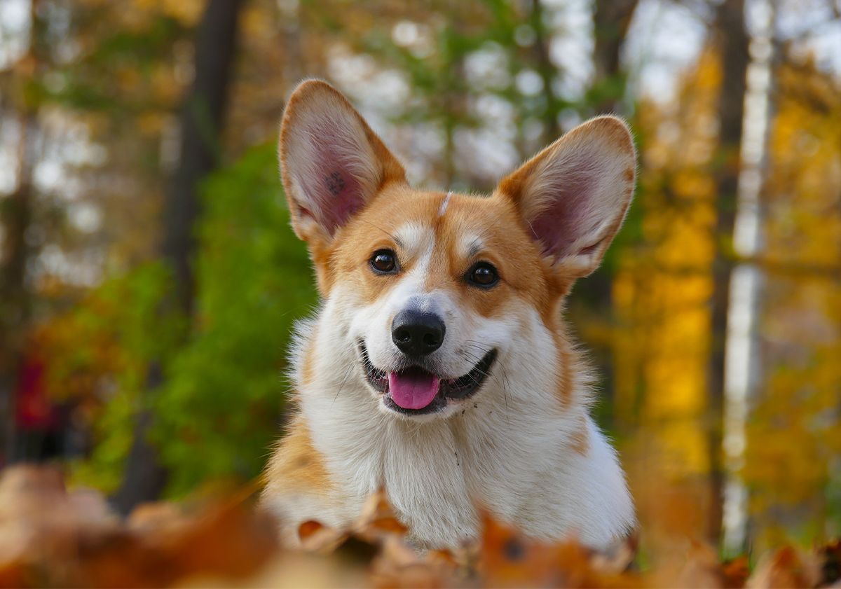 Corgi Pembroke allongé dans les feuilles d'automne