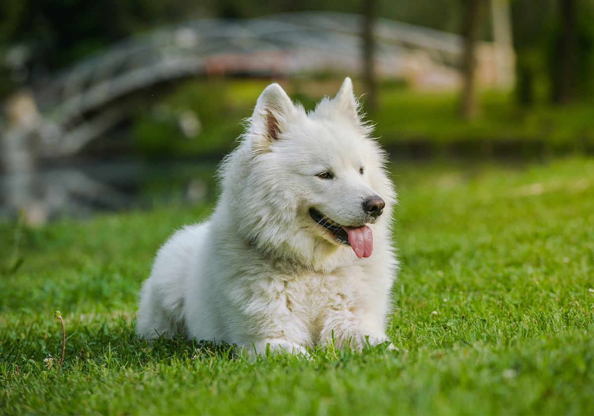 Samoyède dans l'herbe