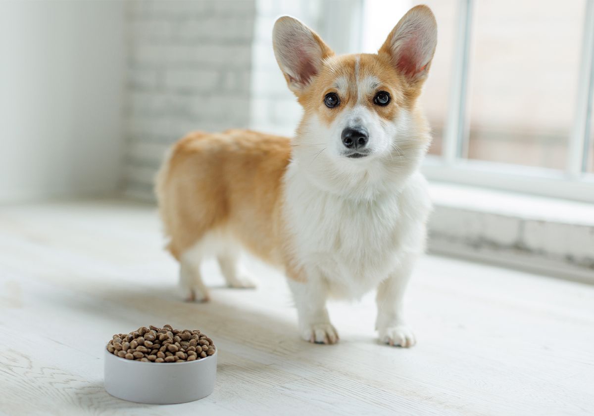 Corgi devant ses croquettes