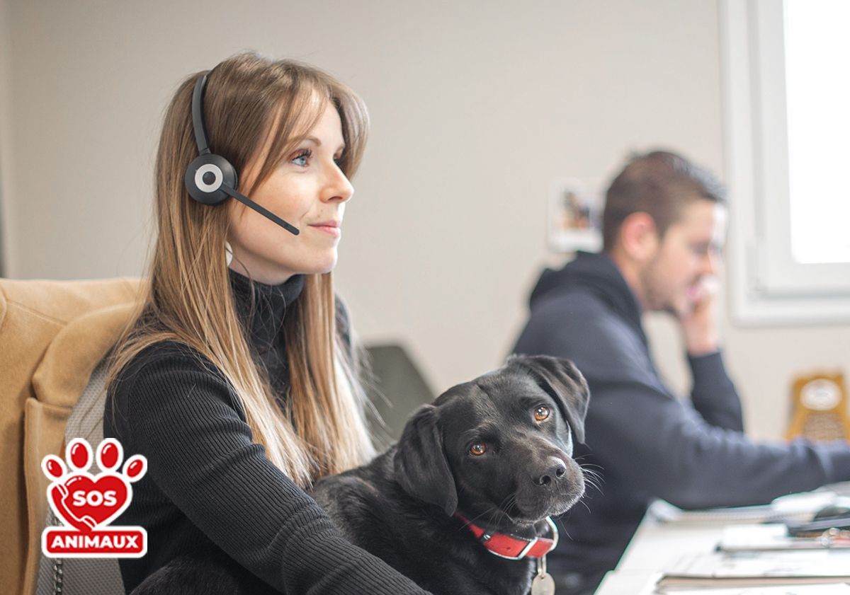 ligne SOS animaux