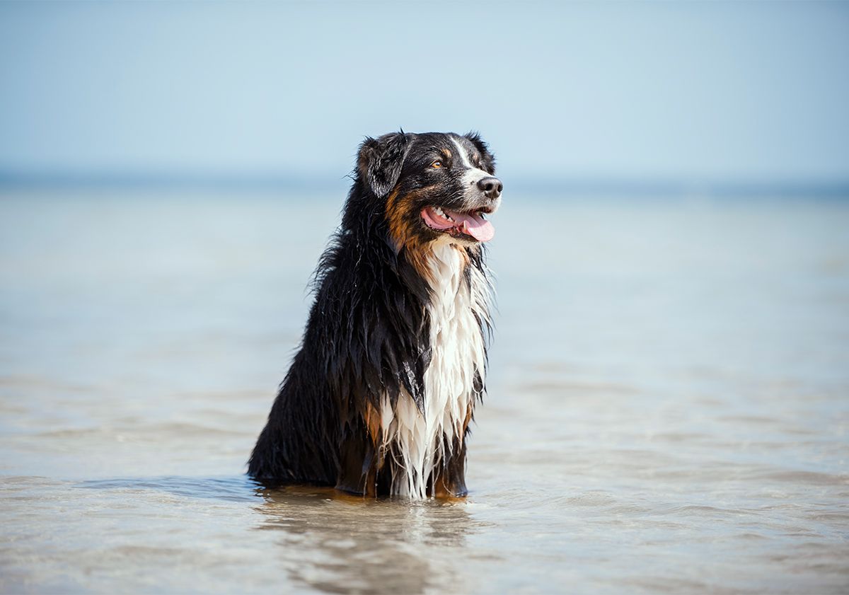 Bouvier Bernois dans la mer