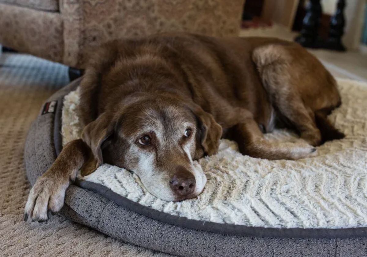 vieux chien allongé regardant à droite