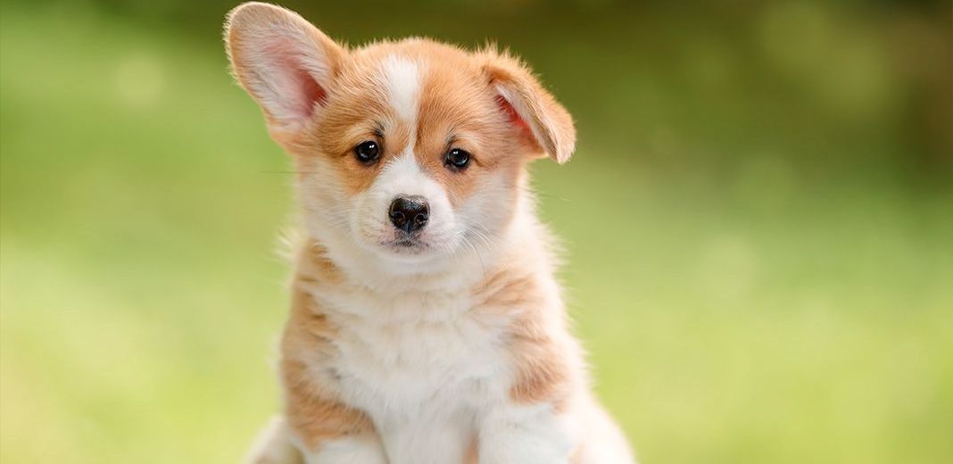 corgi chiot