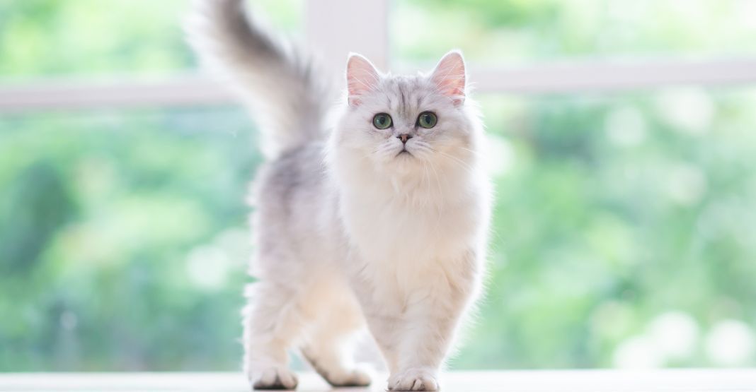 chat blanc devant une fenêtre 
