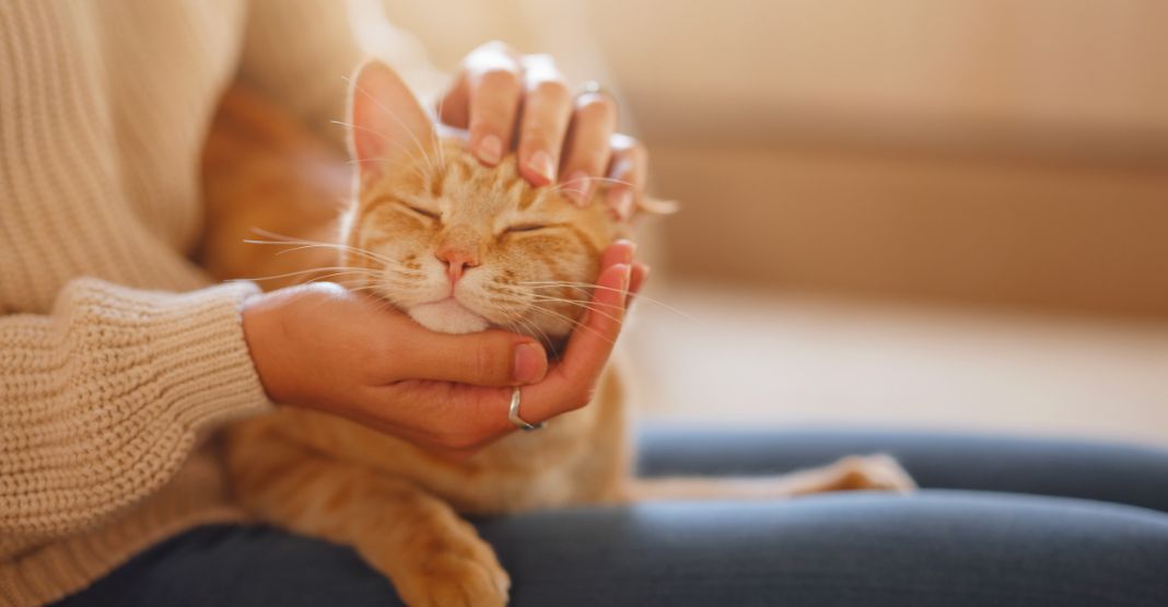 chat roux recevant un câlin sur les genoux de sa maîtresse