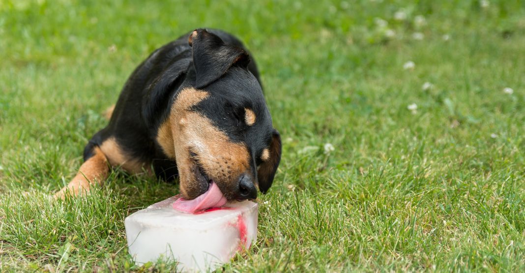 chien noir et fauve qui lèche un glaçon sur de la pelouse