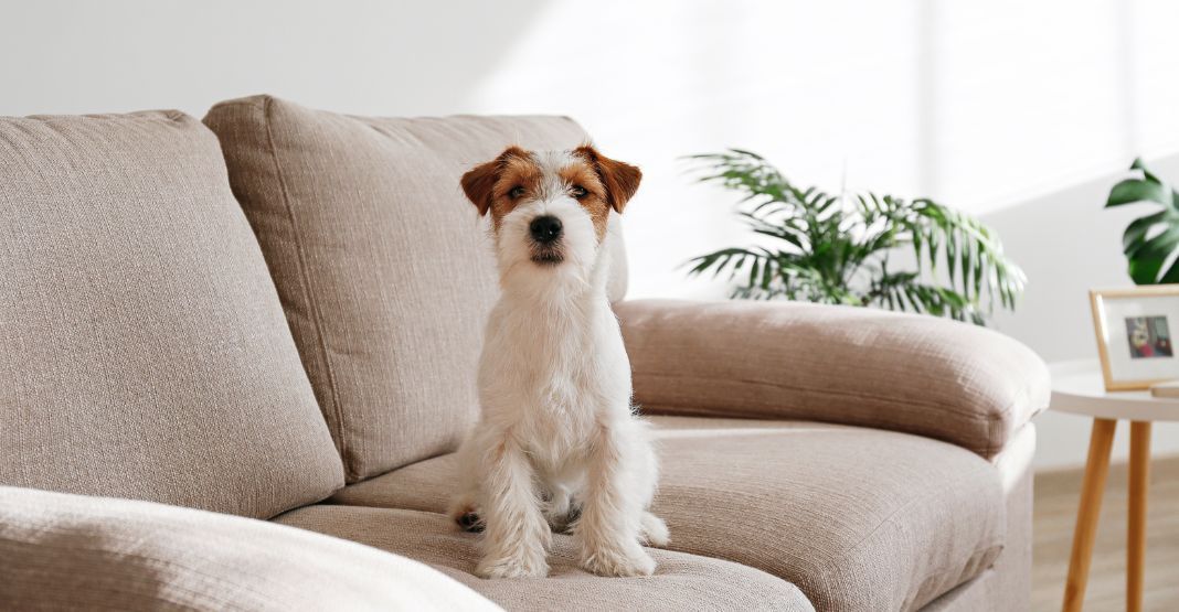 chien roux et blanc assis sur son canapé