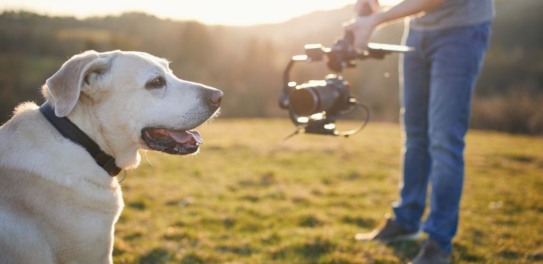 un homme filme un labrador