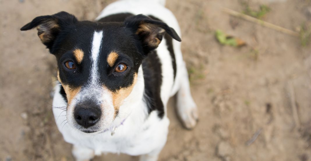 chien tricolore regardant l'appareil