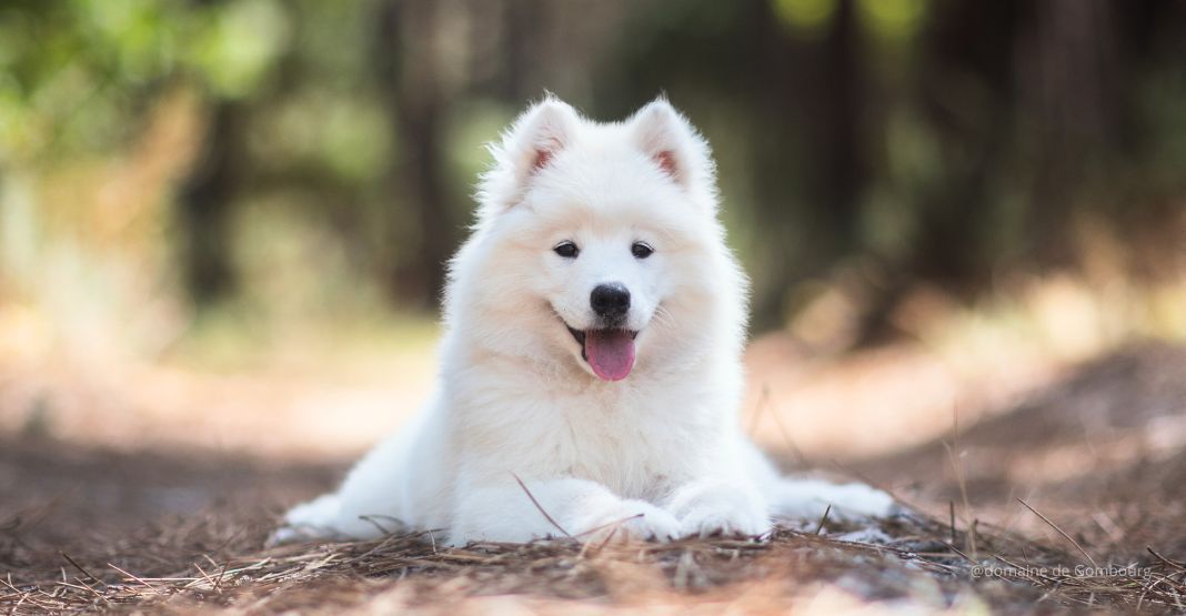 chiot samoyède allongé