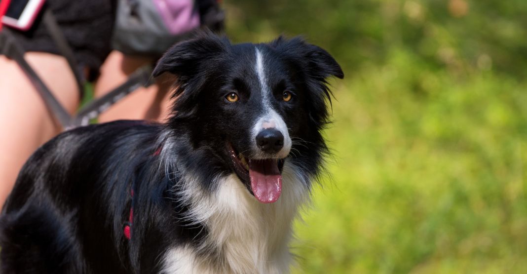 Border Collie en Canicross