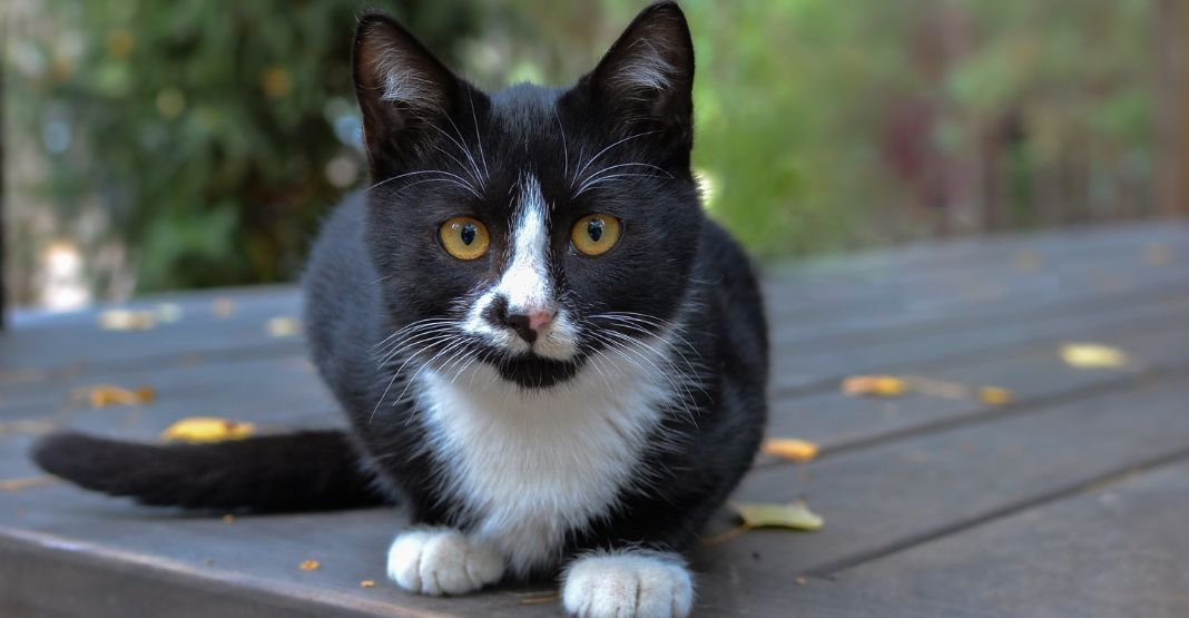 chat noir et blanc sur une terrasse
