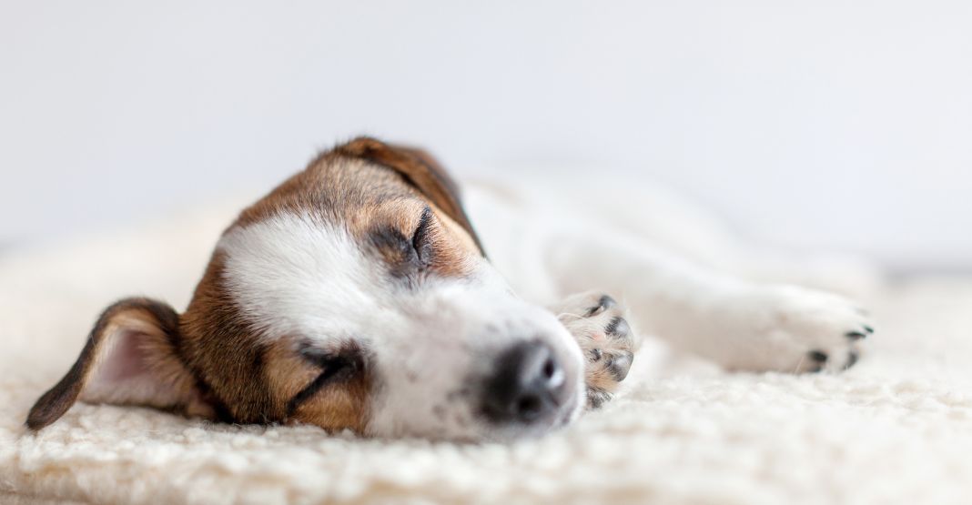 chien allongé en train de dormir