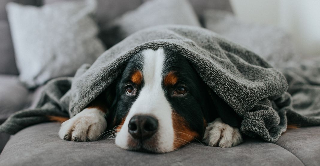 chien allongé sous une couverture
