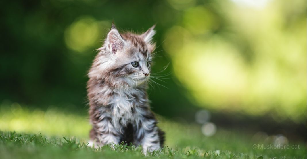 chaton main coon dans l'herbe