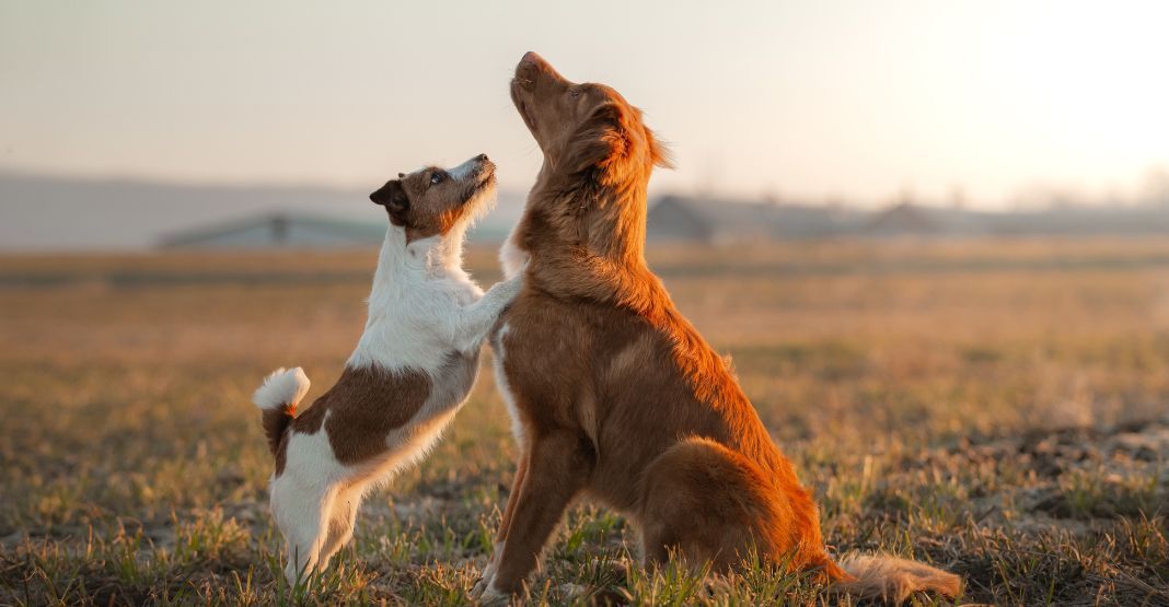 deux chiens jouant dans un pré dans le coucher de soleil