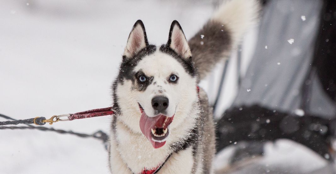 Husky avec un harnais dans la neige