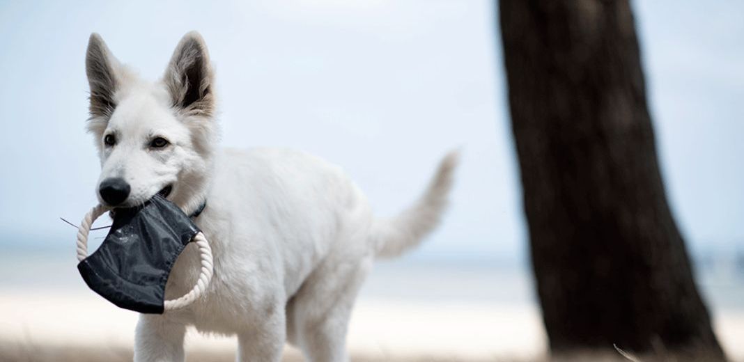 chien jouant sur la plage avec un jouet en corde