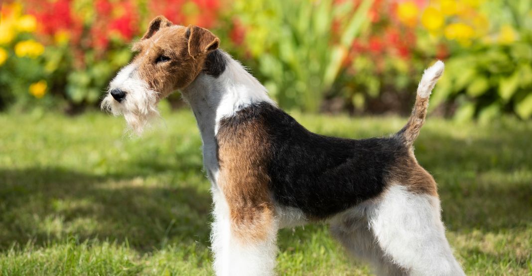 Fox Terrier dans la nature