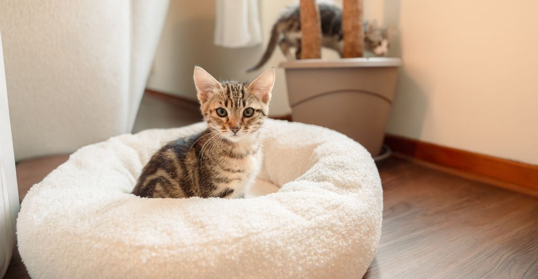 chaton tabby dans son panier beige