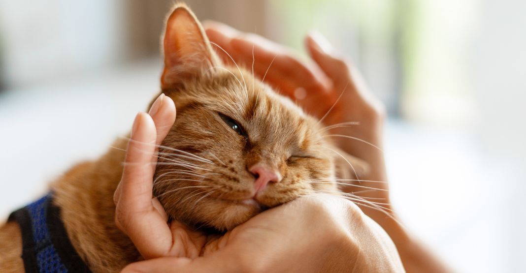 chat roux se faisant caresser par sa maîtresse