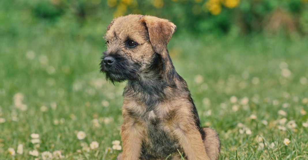 Border Terrier assis dans l'herbe