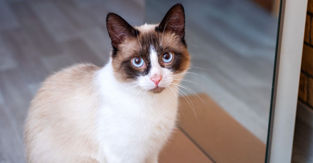 snowshoe assis en intérieur