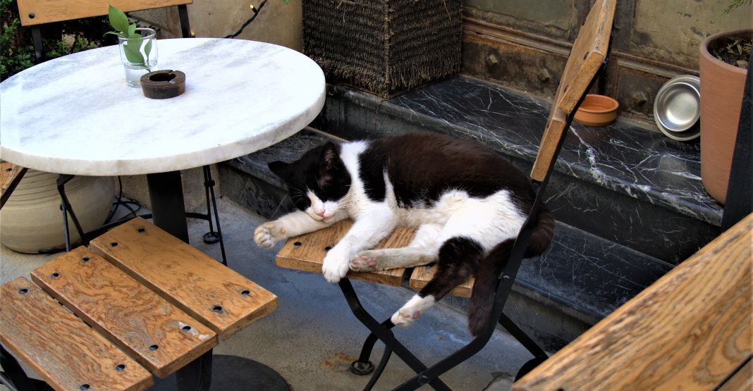 chat noir et blanc couché sur une chaise dans un bar à chat