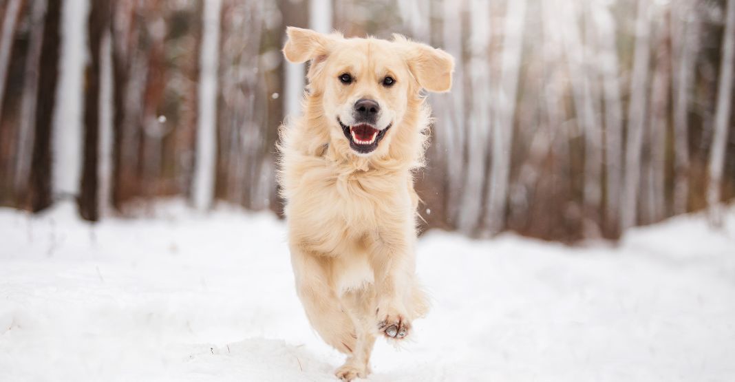 golden retriever courant dans la neige