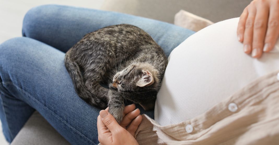 chaton allongé sur une femme enceinte