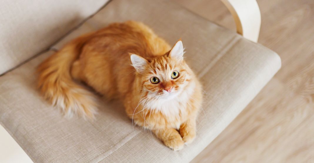 chat roux à poils longs sur une chaise