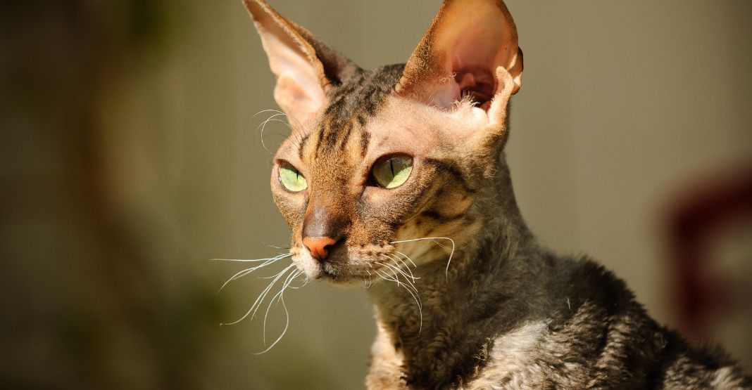 cornish rex beige
