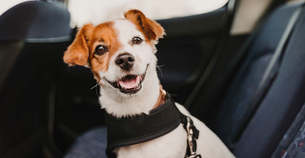 chien bicolore en voiture avec son harnais