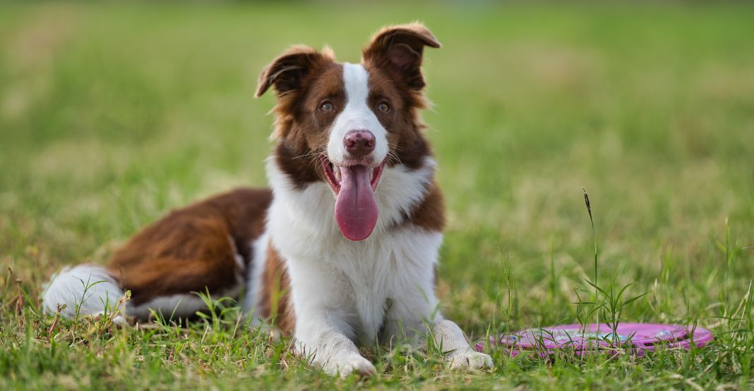 berger australien marron et blanc allongé dans l'herbe