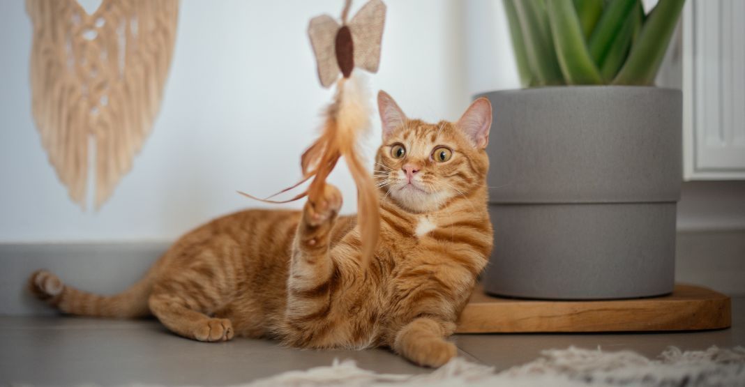 chat roux tabby jouant avec sa canne à pêche