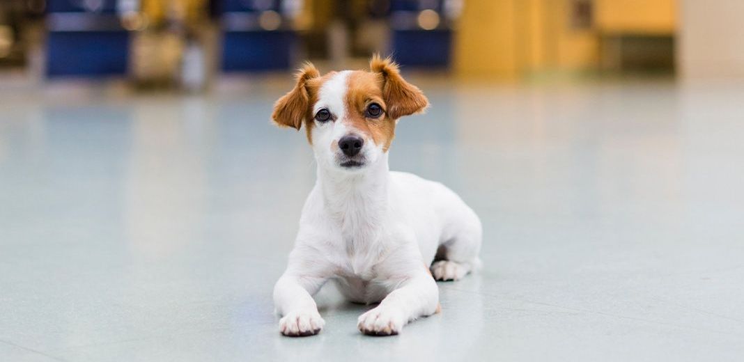 chien roux et blanc dans un aéroport