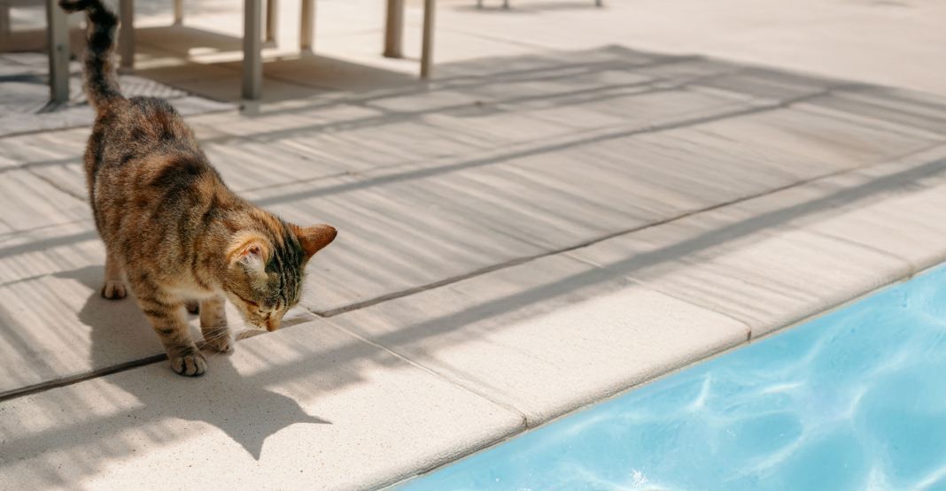 chat devant une piscine