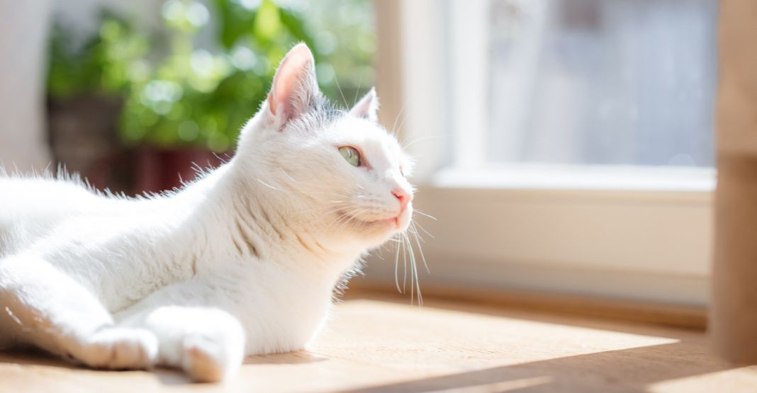 chat allongé devant la fenêtre