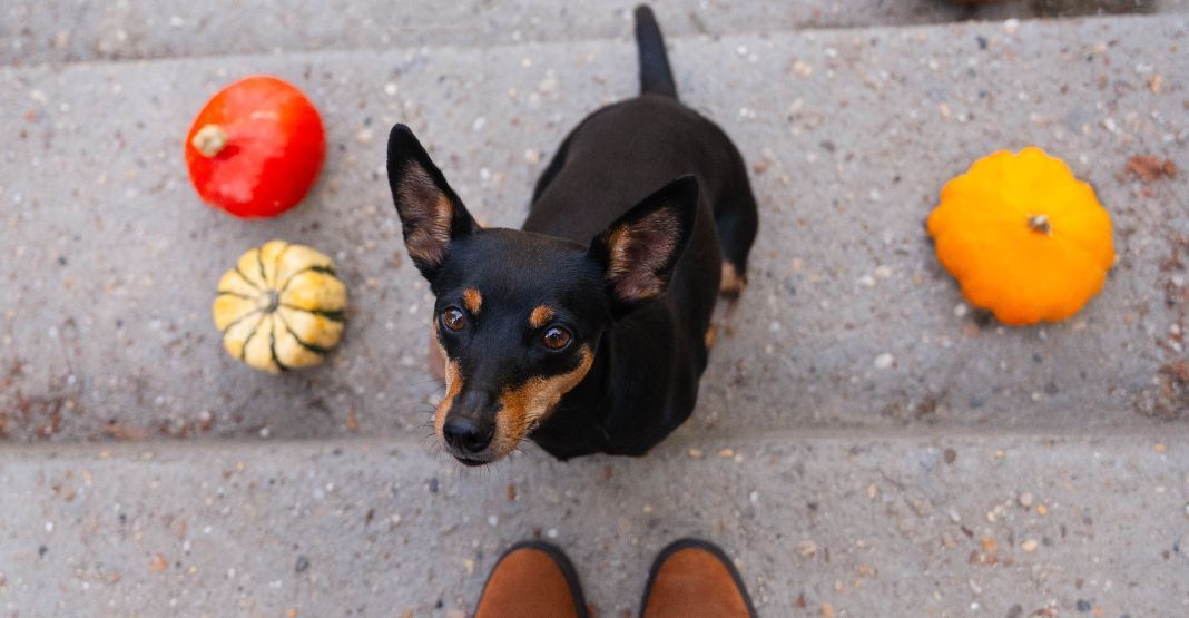 pinscher nain avec des citrouilles