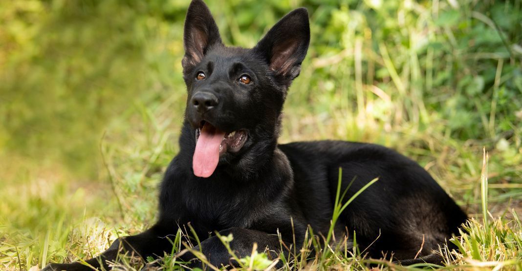 malinois noir allongé dans l'herbe