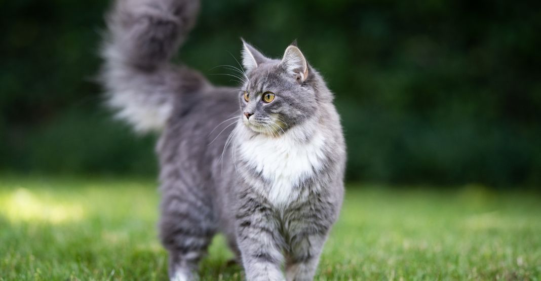 chat gris et blanc dans son jardin 