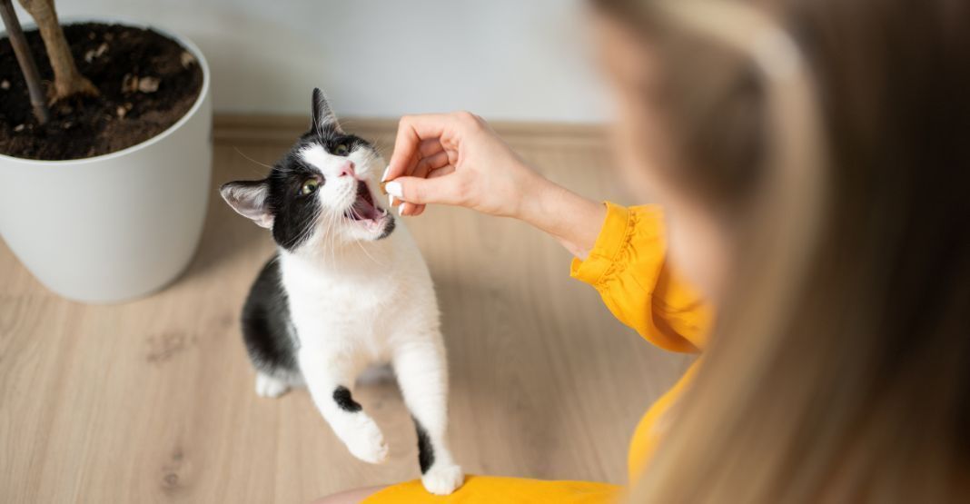 chat noir et blanc mangeant une croquette