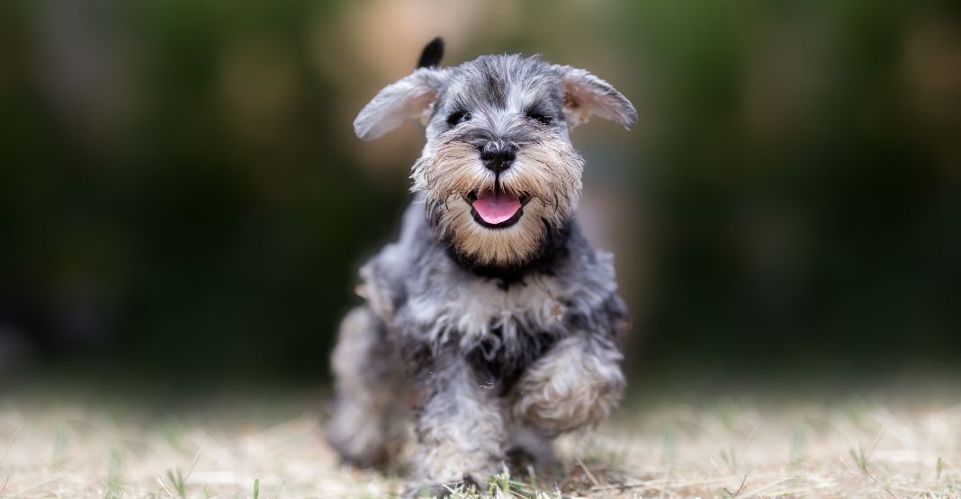 chiot Schnauzer en courant dans l'herbe