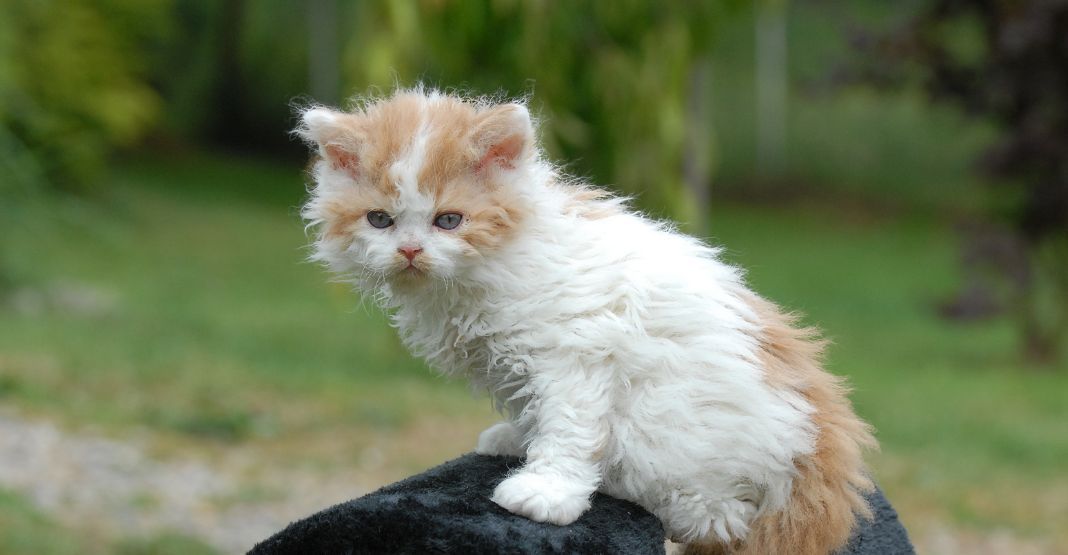 chaton Selkirk Rex roux et blanc