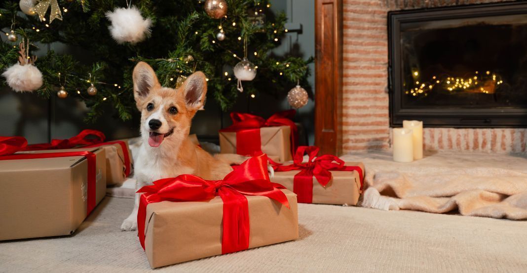 corgi devant le sapin avec ses cadeaux