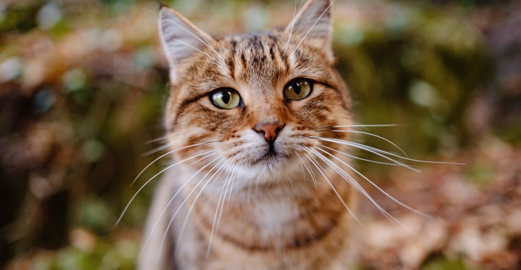 chat tabby dans la nature