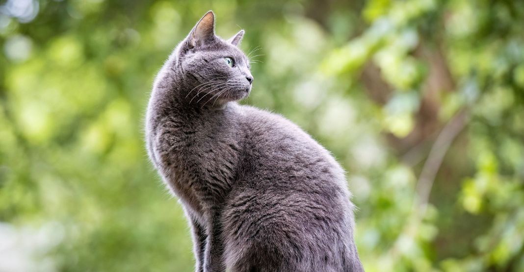 chat bleu russe tourné vers la droite dans la nature