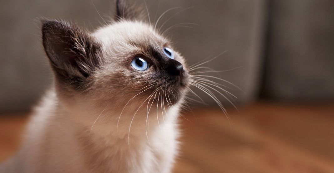 chaton balinais